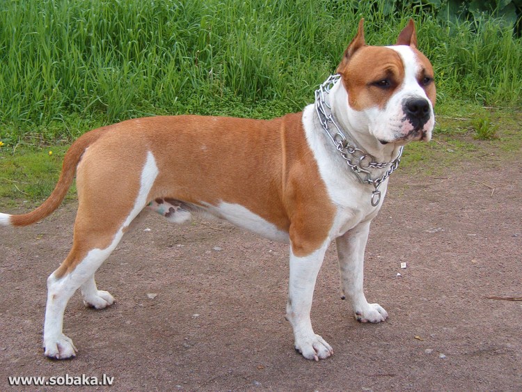 Амстафф золотистый