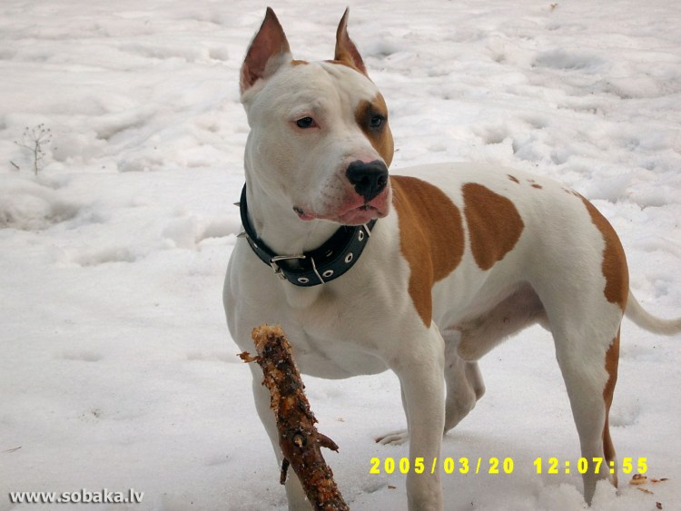 Американский стаффордширский терьер выставка