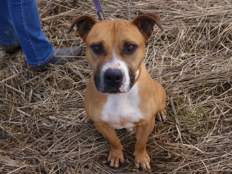 Щенки стаффорда