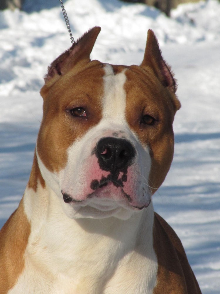 Стаффордширский терьер гавкает