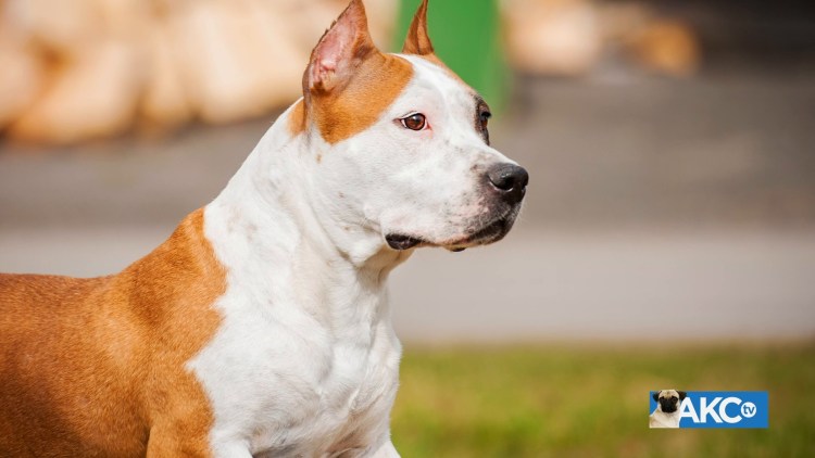 Ам стаффордширский терьер