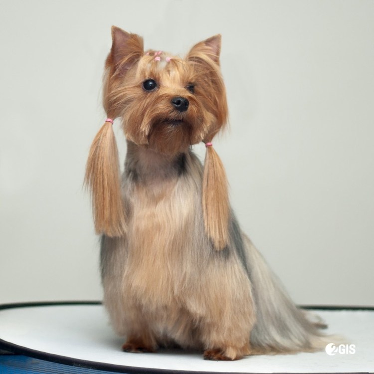 Йоркширский терьер гипоаллергенный