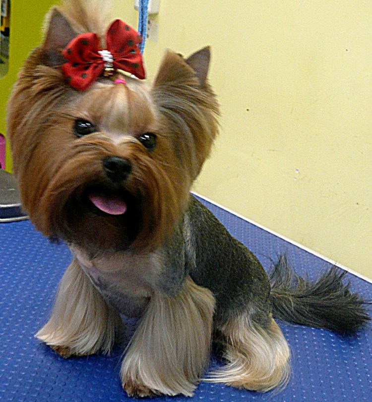 Йоркширский терьер стандарт стрижки