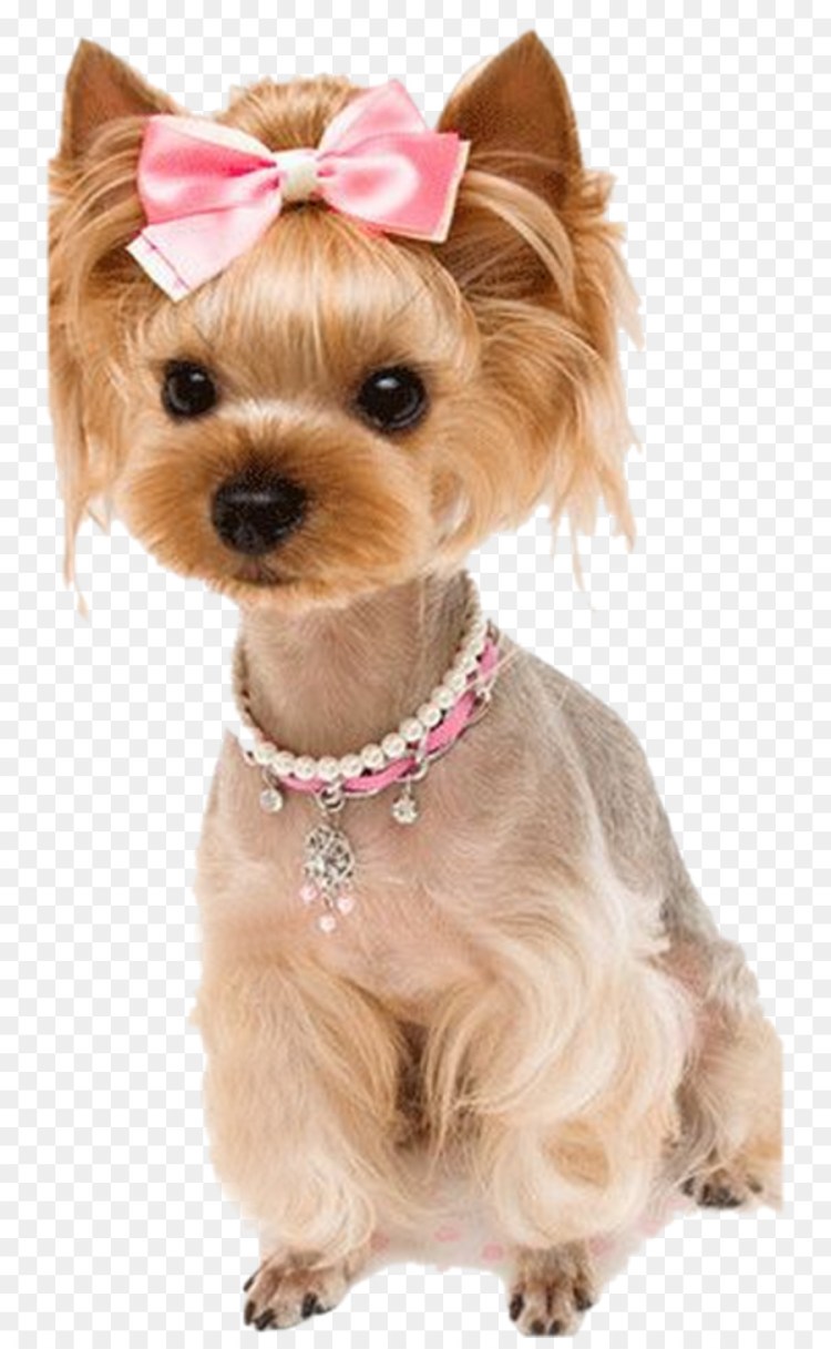 Стрижка головы йоркширского Йорка