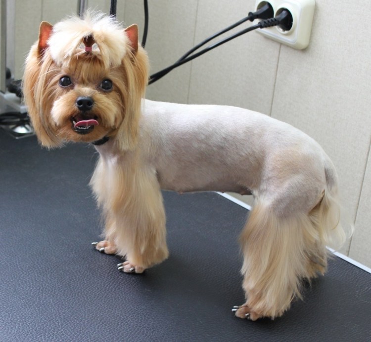 Йоркшир терьер стрижки