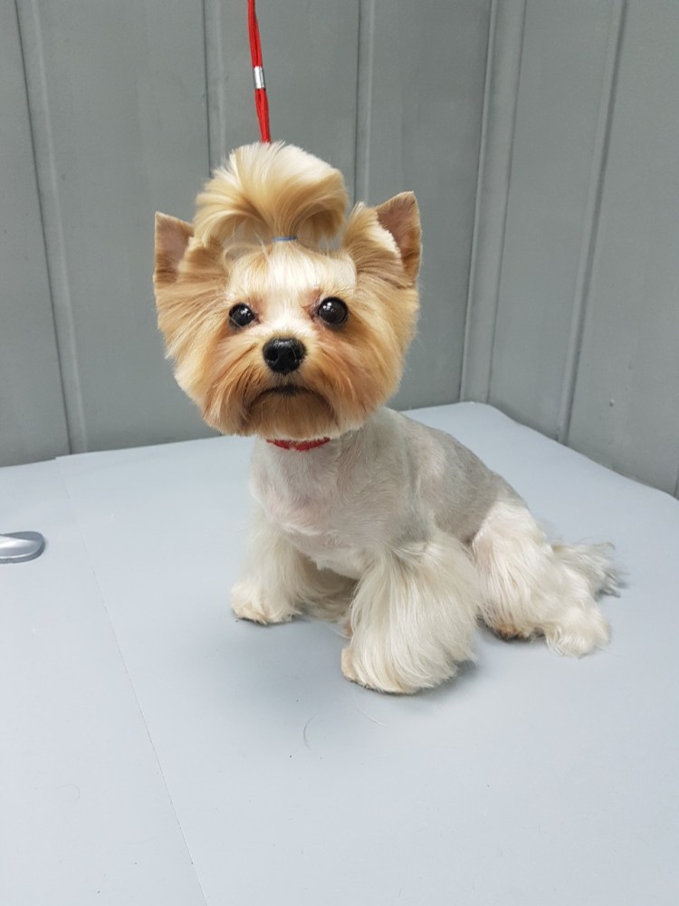 Стрижка ершский терьер