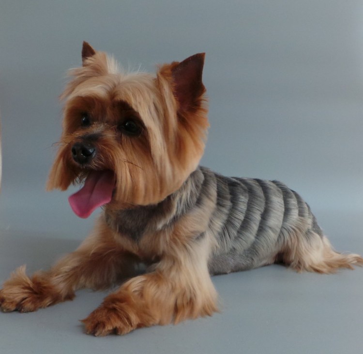 ПЭТ стрижка Йорка