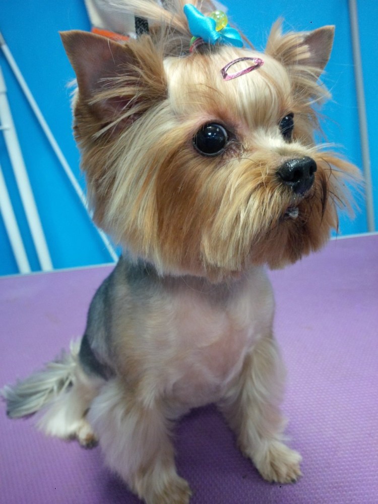 Йоркширский терьер подстриженный