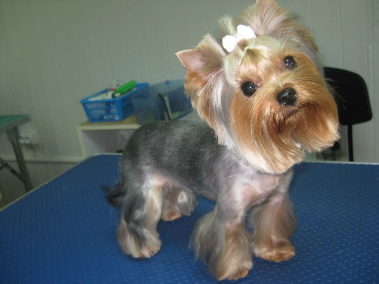 Йоркширский терьер обстриженный