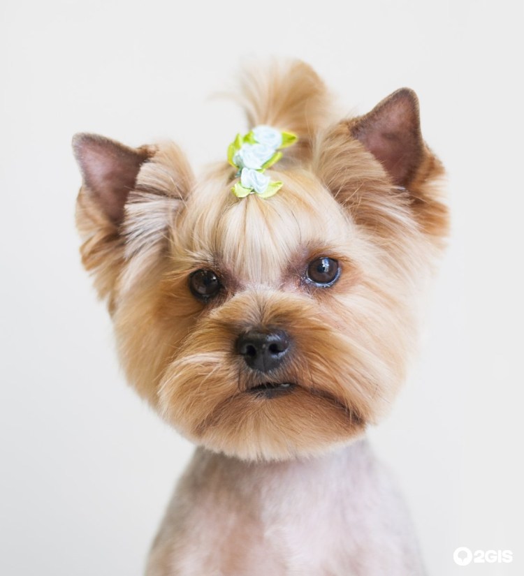 Стрижка ершский терьер девочка