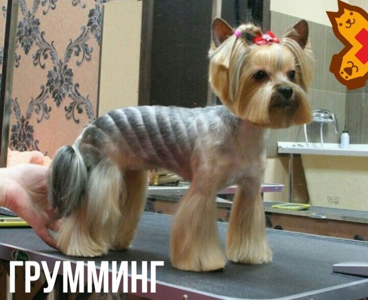 Груминг йоркширского терьера