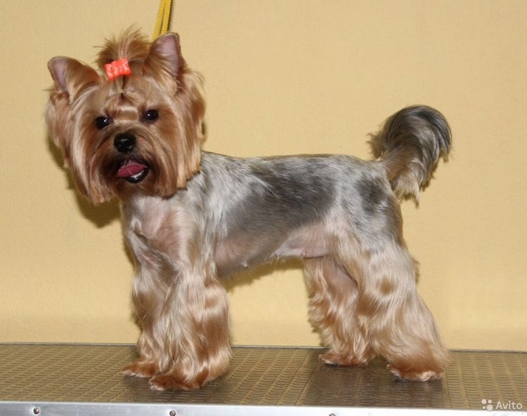 Стрижка Йорка стандарт