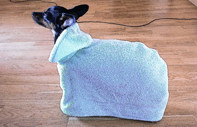 Чихуахуа в одежде