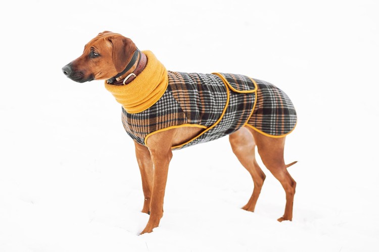 Вязаная одежда для маленьких собак