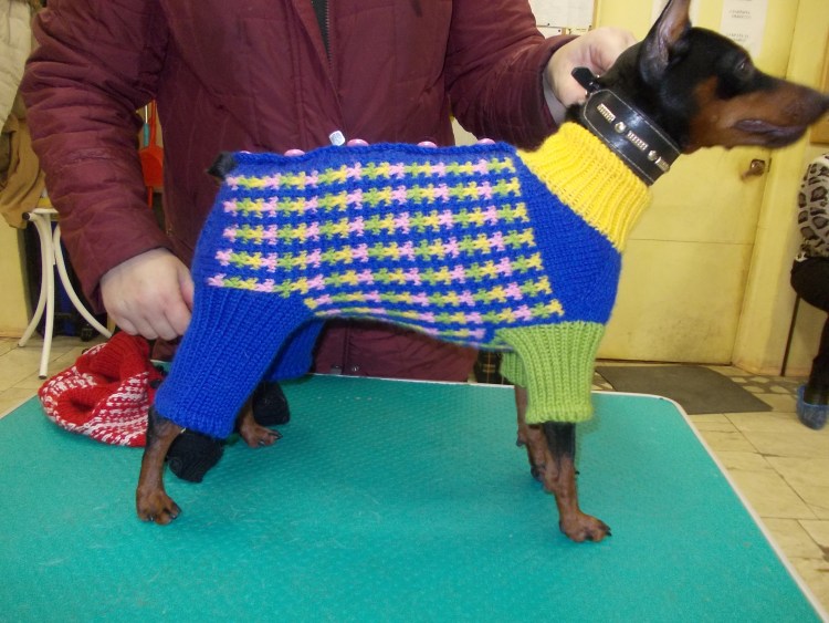 Свитер для таксы