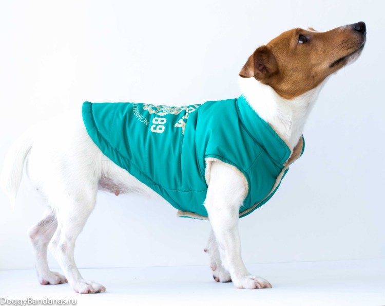 Шотландские Наряды для собак