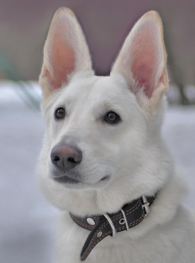 Белая швейцарская овчарка короткошерстная