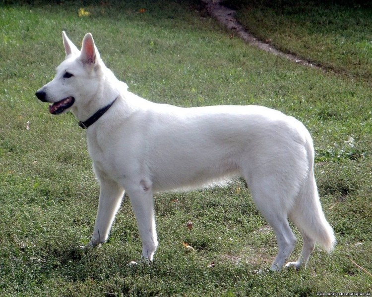 Овчарка швейцарская альбинос