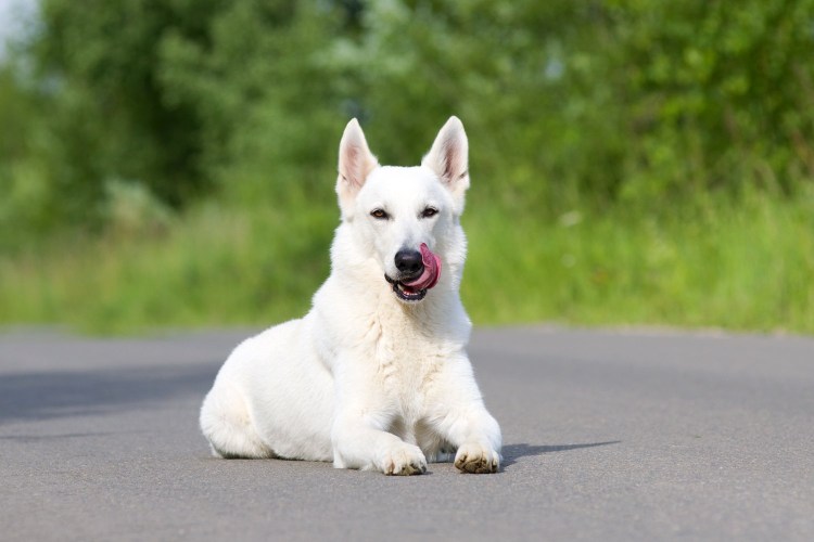 Белая швейцарская овчарка короткошерстная