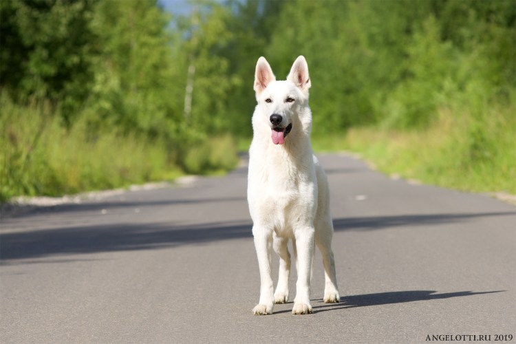 Швейцарская овчарка гладкошерстная