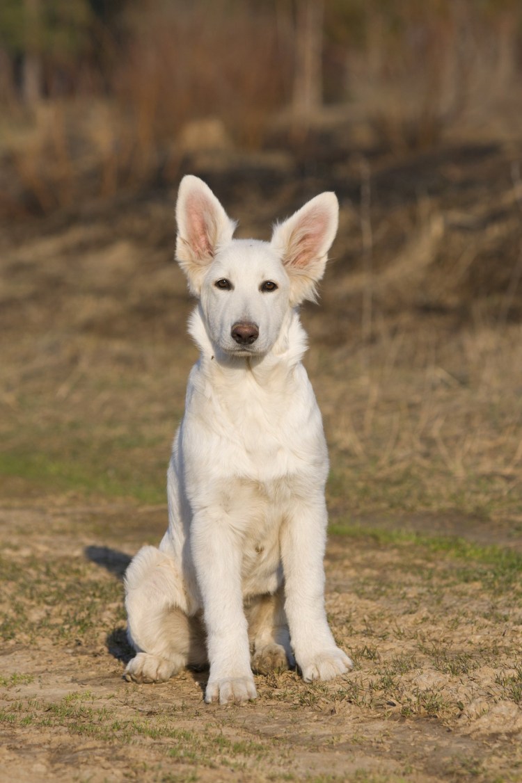Восточно-европейская овчарка белая
