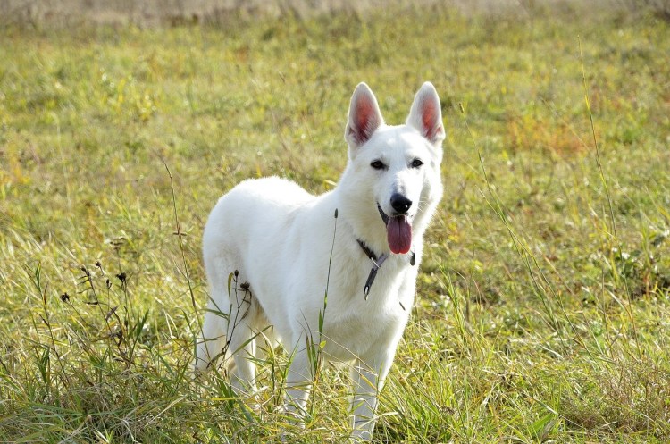 Швейцарская овчарка гладкошерстная