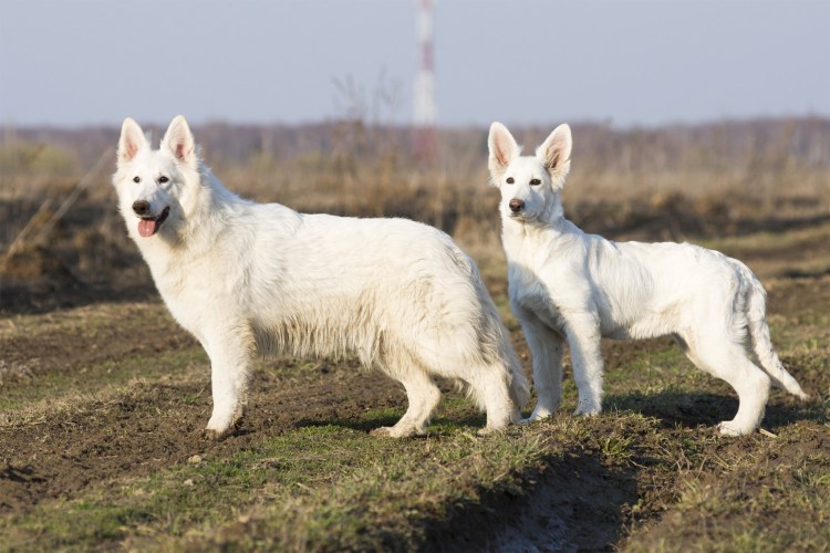 Белая швейцарская овчарка злая