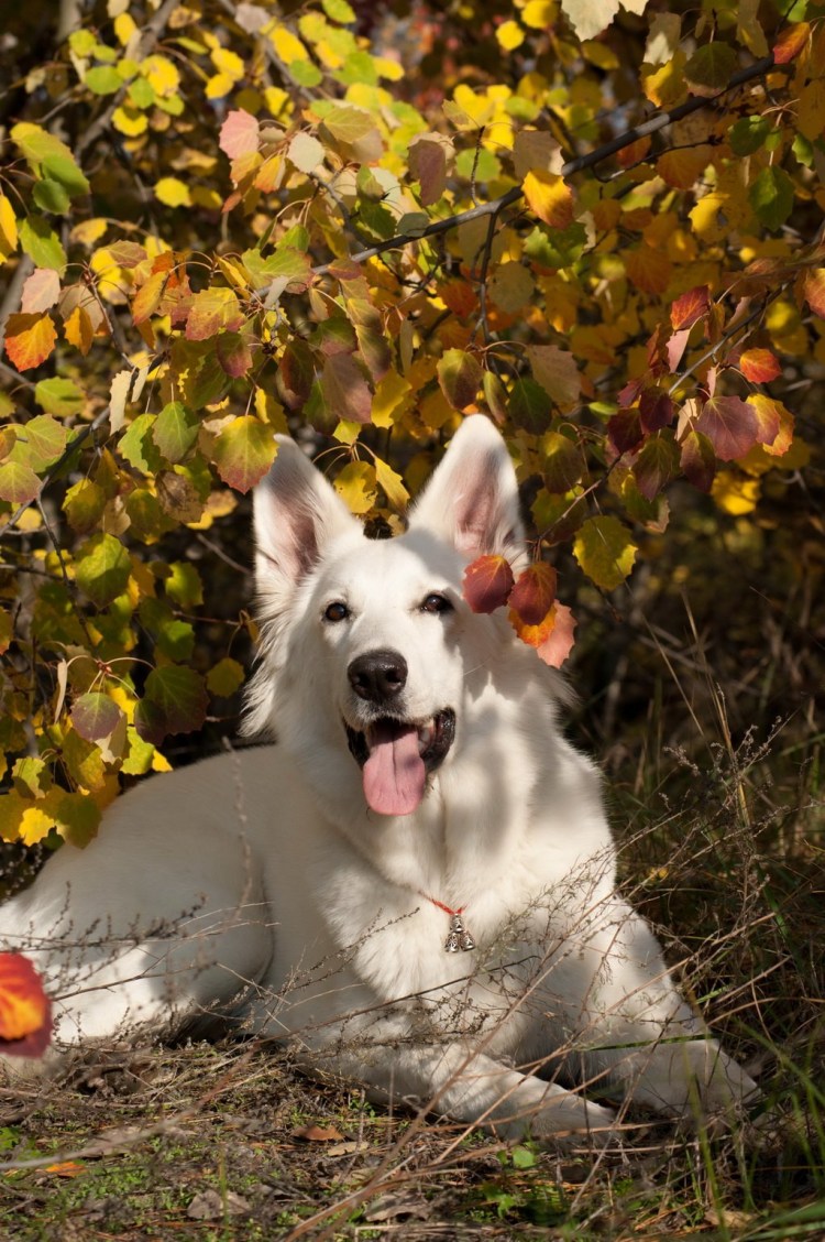 Швейцарская овчарка короткошерстная