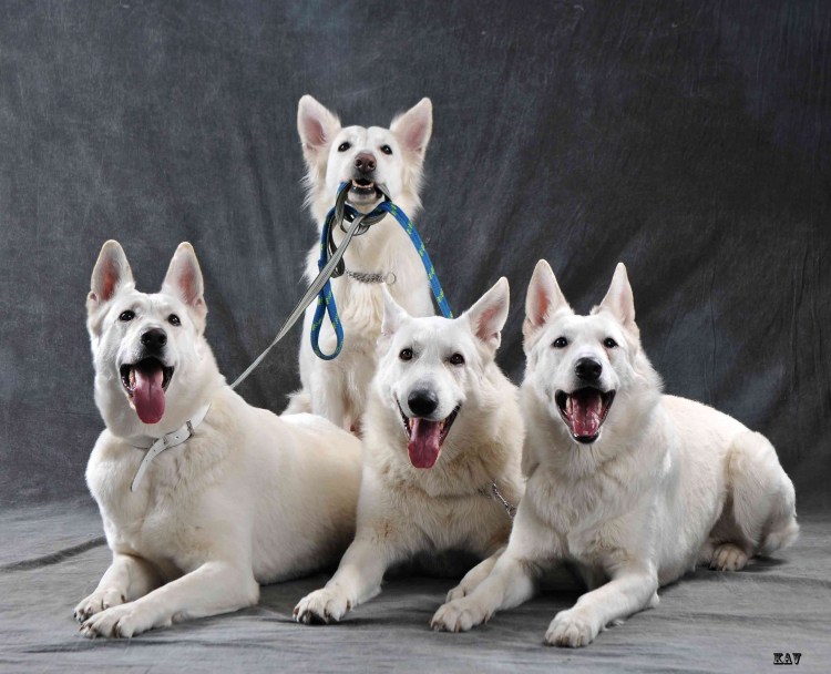 Белая швейцарская овчарка короткошерстная