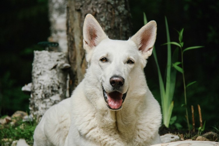Швейцарская овчарка
