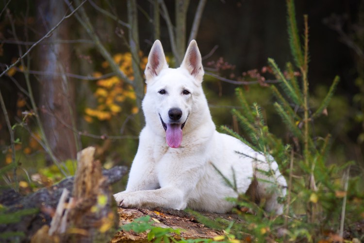 Белая швейцарская овчарка