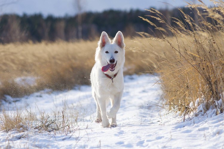 Швейцарская овчарка гладкошерстная