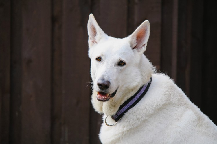 Белая швейцарская овчарка короткошерстная