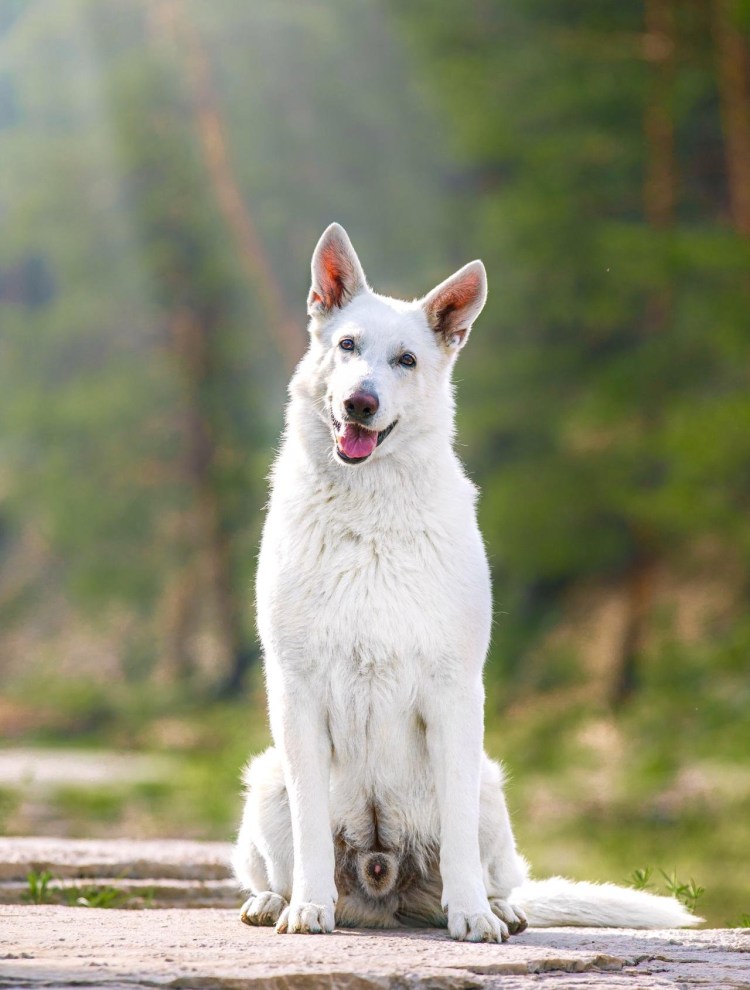 Овчарка швейцарская альбинос