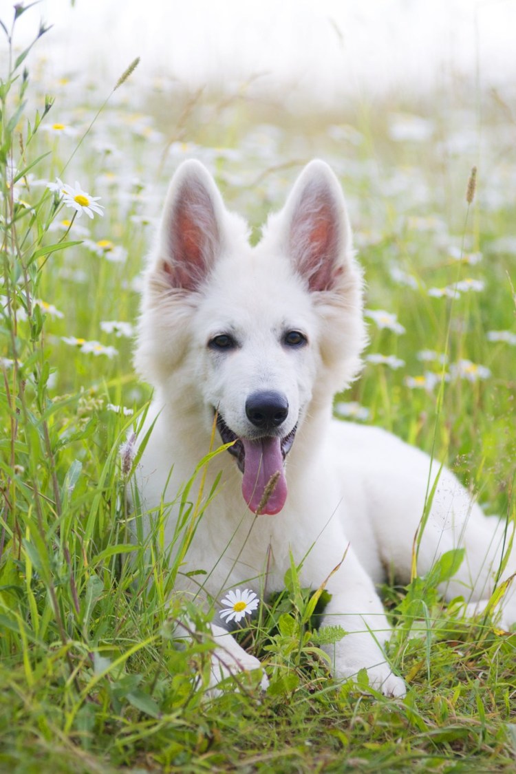 БШО овчарка