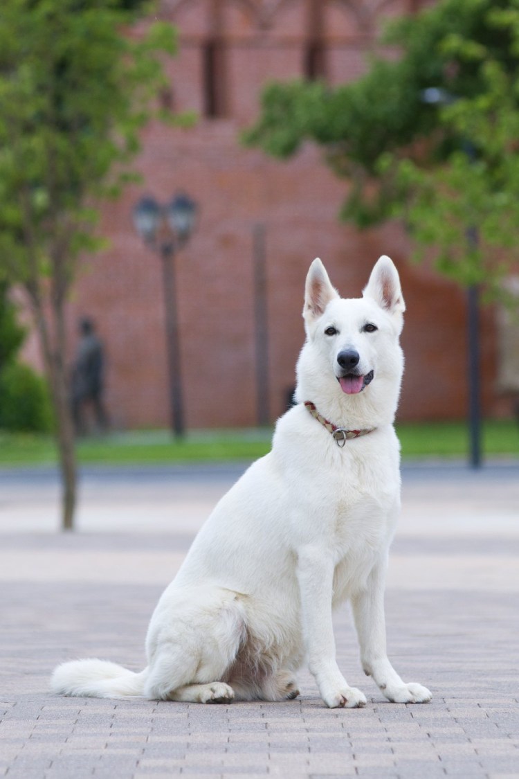 Швейцарская овчарка короткошерстная