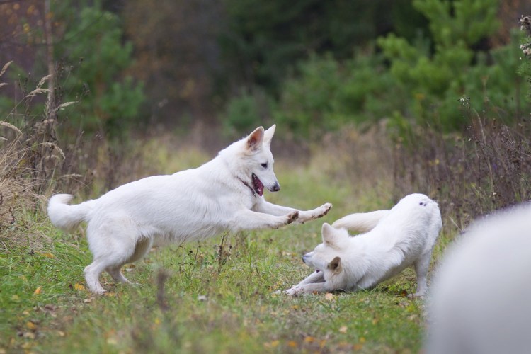 Швейцарская овчарка