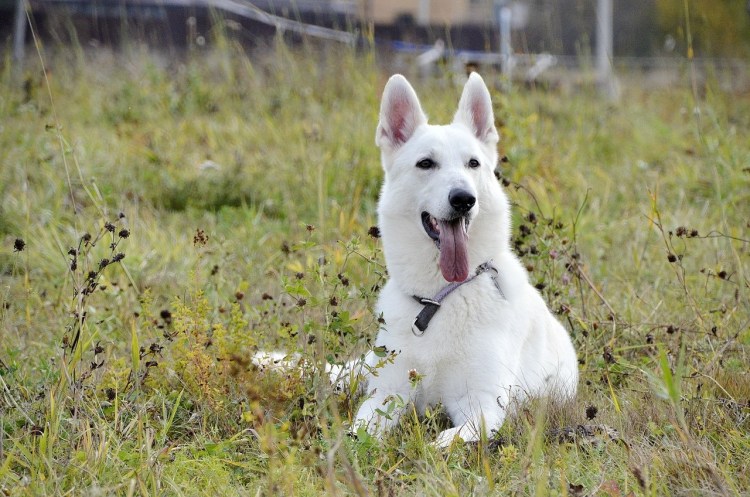 Белая швейцарская овчарка короткошерстная рост