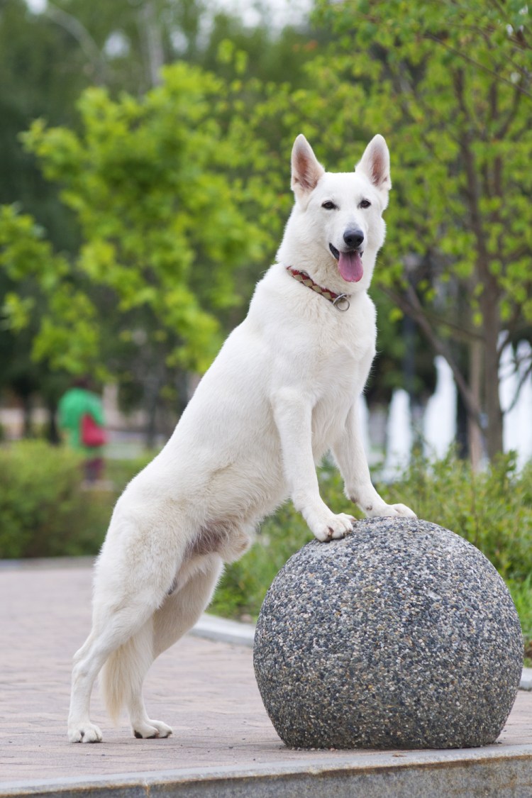 Швейцарская овчарка белая короткошерстная щенок