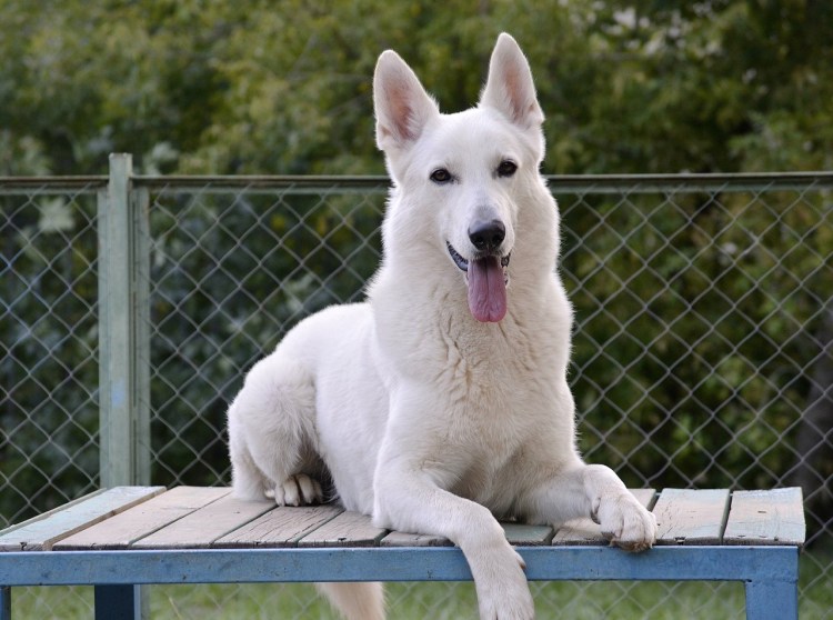 Белая швейцарская овчарка короткошерстная