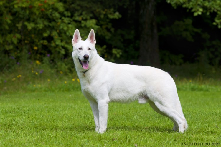 Швейцарская овчарка короткошерстная