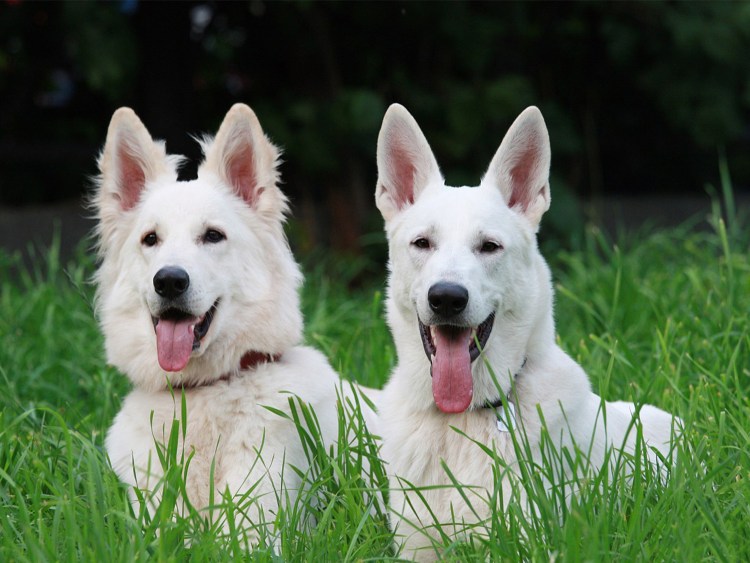 БШО И немецкая овчарка