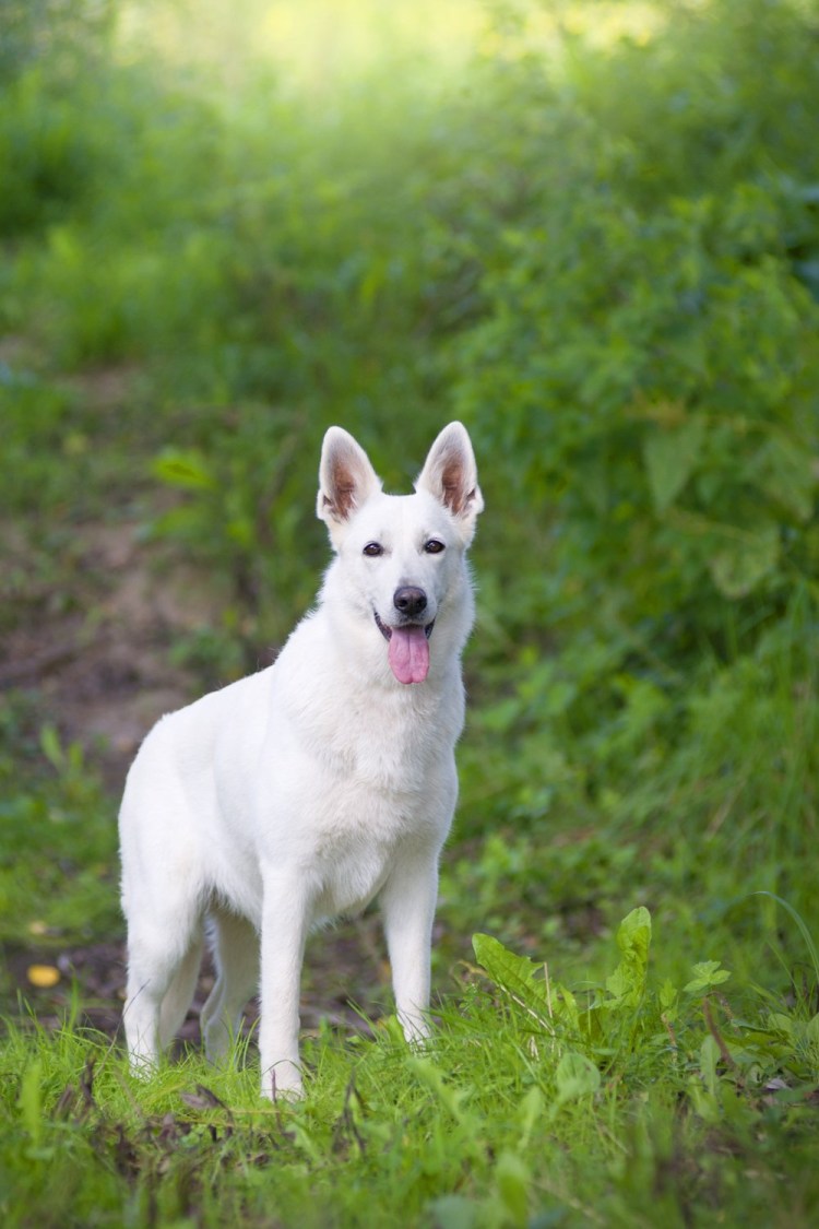 Белая швейцарская овчарка длинношерстная