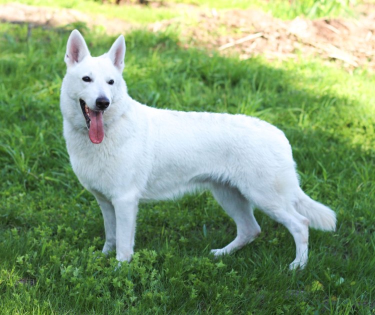 БШО короткошерстная