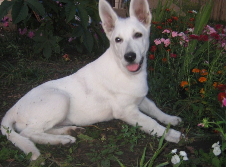 Швейцарская овчарка гладкошерстная