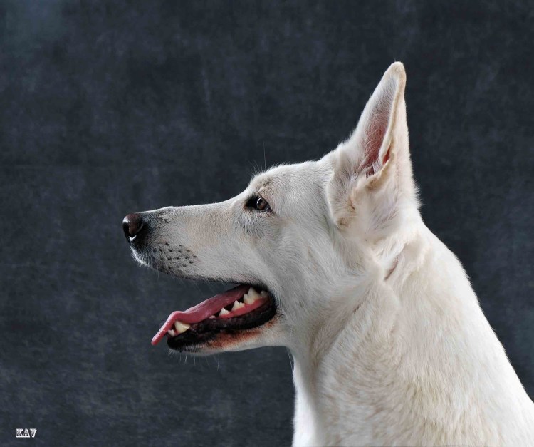 Белая швейцарская овчарка короткошерстная