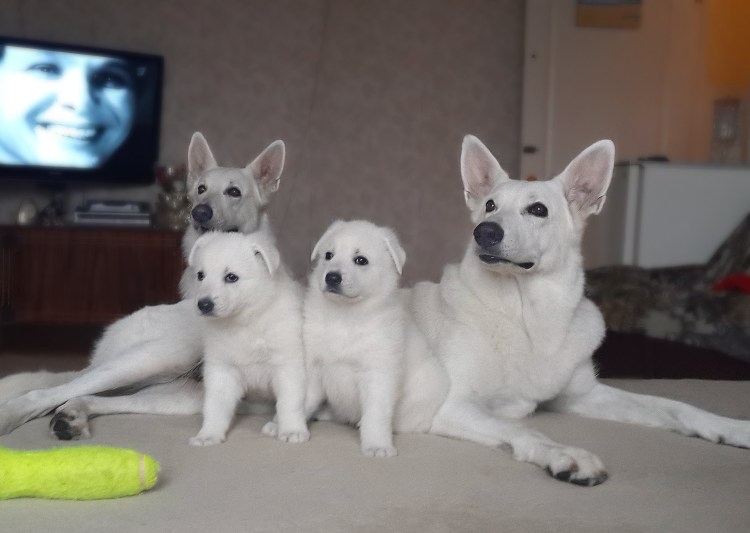 Швейцарская овчарка гладкошерстная