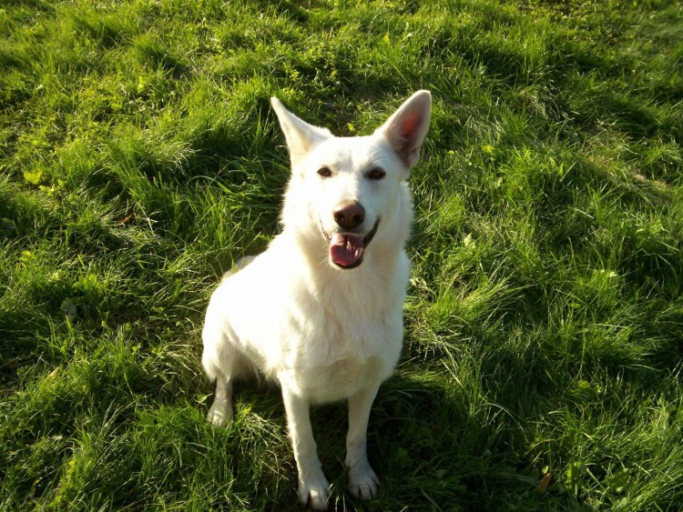 Белая швейцарская овчарка длинношерстная