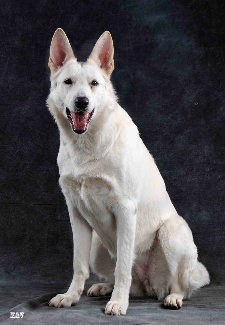 Американо-канадская белая овчарка