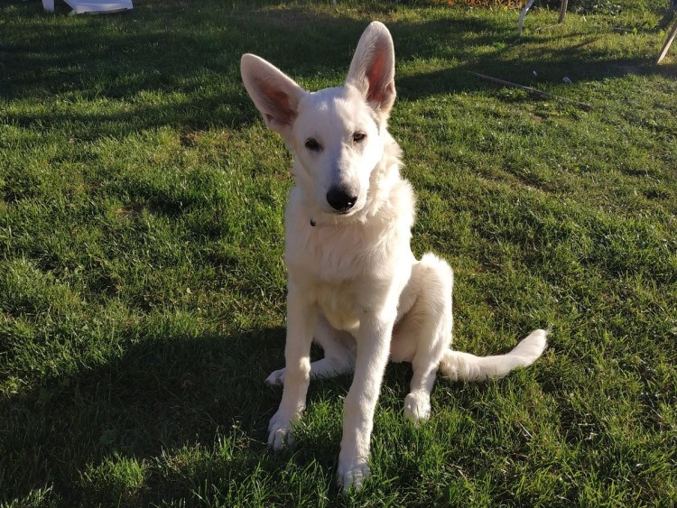 Швейцарская овчарка гладкошерстная